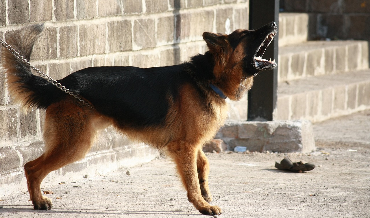 german shepherd, dog, animal-166972.jpg