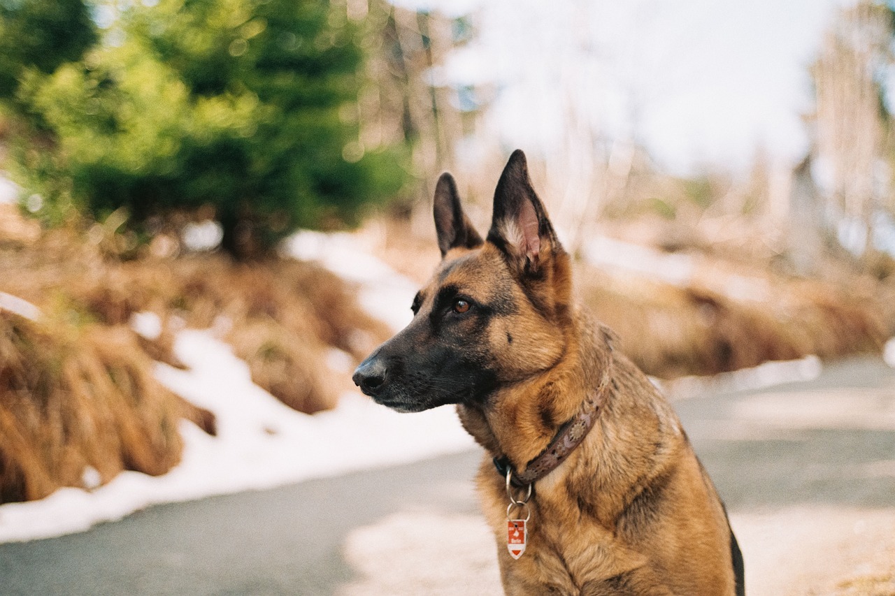 german shepherd, pet, animal-2567118.jpg